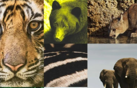 斐乐带着非洲原住民，迁徙上海