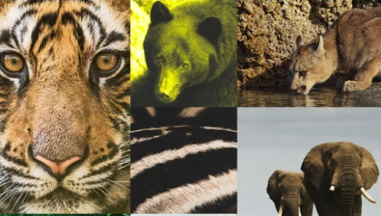 斐乐带着非洲原住民，迁徙上海