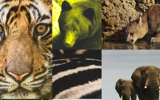 斐乐带着非洲原住民，迁徙上海