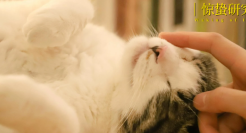 吸猫撸狗的年轻人，捧出10个新赛道