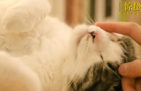 吸猫撸狗的年轻人，捧出10个新赛道