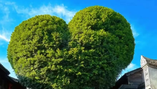 爆改一颗网红树，福州文旅这个国庆赢麻了！