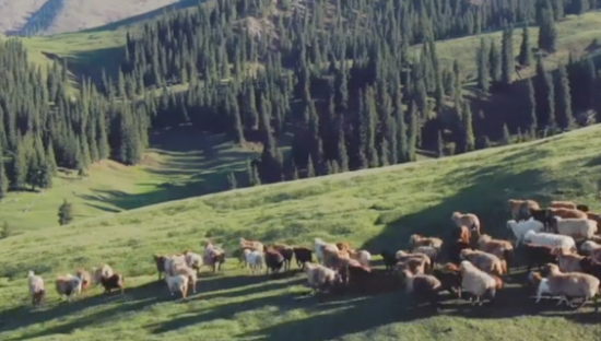 采销直播，打响直播带货模式迭代的“第一枪”