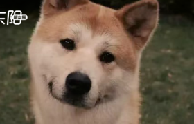 不结婚的年轻人，造了个千亿宠物市场