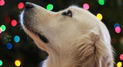 狗狗，正在走进商场