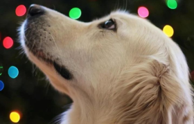 狗狗，正在走进商场