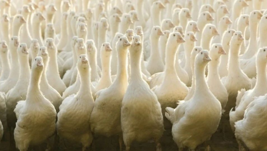 从爆品到品牌，高梵不做谁的平替