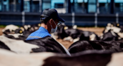 脑洞大开！奶牛成网红？带你一秒穿越到牧场四季