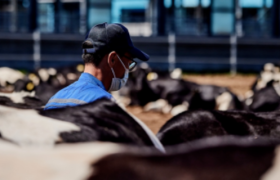 脑洞大开！奶牛成网红？带你一秒穿越到牧场四季
