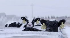 脑洞大开，为奶牛办展，没搞错吧！