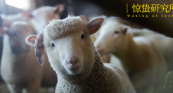 直播间里，藏着毛衫界的「胖东来」