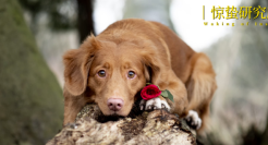 被催婚的年轻人，开始给宠物「包办爱情」