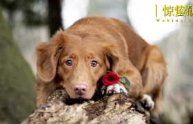 被催婚的年轻人，开始给宠物「包办爱情」