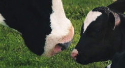 金典 × 新世相，人与牛的双向治愈