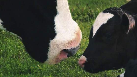 金典 × 新世相，人与牛的双向治愈