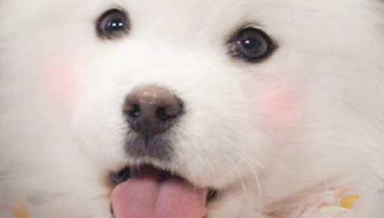 京东超市首届「爱宠生活节」正式开启