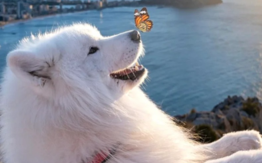 亚瑟士的品牌大使，毛茸茸的来了