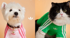 阿迪达斯杀入宠物赛道，开启首届「爱宠日」