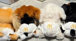 麦当劳“顶流”大头狗回归，网友坐不住了！