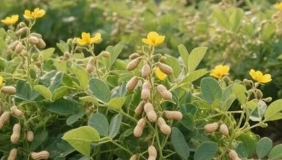 良品铺子“花生上树”引争议，网友：降本增笑！