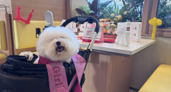 探索宠物友好新场景，海底捞开设全国首家宠物友好主题店