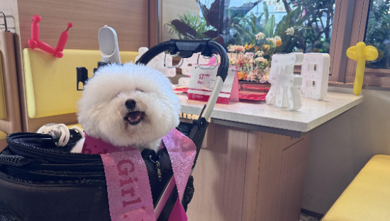 探索宠物友好新场景，海底捞开设全国首家宠物友好主题店