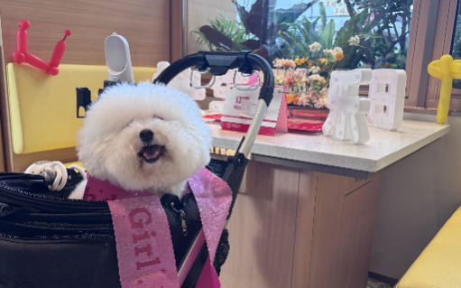 探索宠物友好新场景，海底捞开设全国首家宠物友好主题店