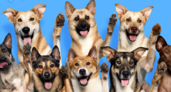 名创优品帮助「小流浪变身搜救犬」