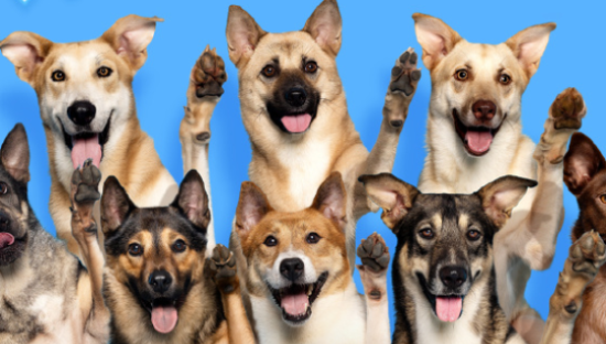 名创优品帮助「小流浪变身搜救犬」